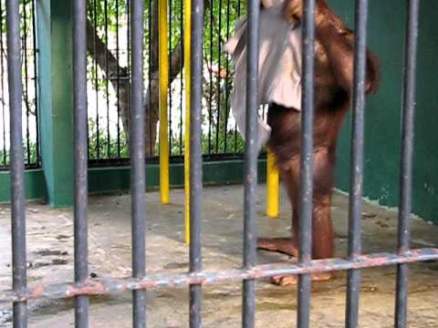 Hilarious: Orangutan Steals Guy's Shirt Then Puts It On (Video)