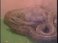 Amizade de Gato e Rato