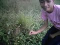 mnhs narra singing dragonfly(tutubi) mnhs narra singing dragonfly(tutubi)