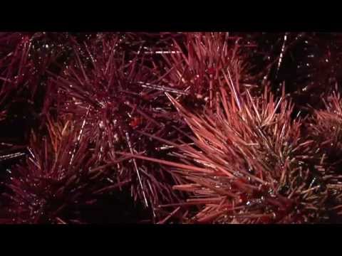 how to harvest sea urchin roe