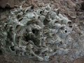 Wasps Rebuilding Damaged Nest