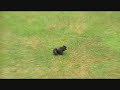 Guy builds short obstacle course for a squirrel on his clothesline. His awe of the squirrel's prowess is adorable. [x-post /r/FuckingWIthNature]