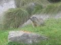 MARMOTTE IN VALLE ANTRONA
