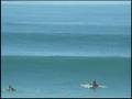 Dolphins Surfing
