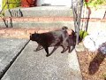 Ozzy Our Black Japanese Bobtail Cat Ozzy Our Black Japanese Bobtail Cat