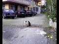 Catfight
