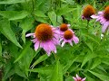 purple coneflowers