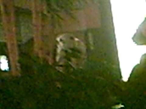 theblasphemousbear - So, my friend Mike (/user/WolfLink423) and I went to Youmacon 2009 today in Dearborn, Michigan. I took my camera, and recorded a whole bunch of random clips ...