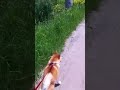 Click here to watch this video 蝶々は食べない方がいいと思うよ(￣ー￣)