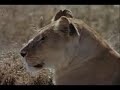 ASLAN BUFFOLO F?L (BELGESEL)