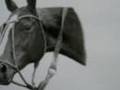 Old 1907 Racehorse Trading Cards, Early Horse Racing History