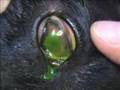 Ulcera corneal superficial. Ulcera corneal superficial.