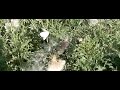 Klein koolwitje vliegt weg en komt terug, Small White flying