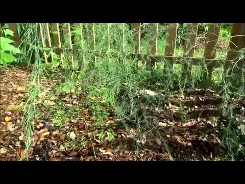 how to trim asparagus plants