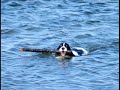 Cute and Funny Dog Pictures!  Canine Wisdom on The Secret La