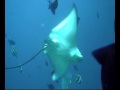Eagle Ray At Kuramathi Island Resort Maldives