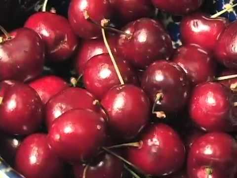 how to grow cherries