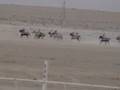 Arabian Horse Race in Al-Ahsaa, 2007