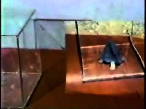 Imagen de previsualización de YouTube