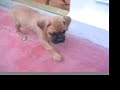 ADORABLE PUPPY CUTE BOXER