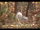 White Tailed Squirrel