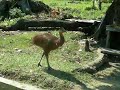 pet cassowary
