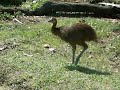 pet cassowary