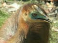 pet cassowary