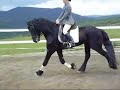 Los dos jovenes Sementales Merlin 3,5 Años y Remmelo 2,5 Años en su Entrenamiento. Mas Videos de los dos en la Lista visible.Youngsters Merlin and Remmelo in their Training. More Videos in this List.