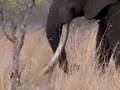 Duke, The Biggest Tusker Elephant