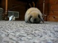 Bunny cam