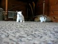 Bunny cam