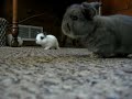 Bunny cam