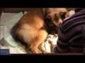 videos de Emiko La Tervura pups1