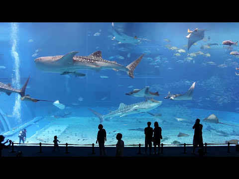 KUROSHIO SEA – druhé největší akvárium na světě