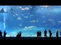 世界第2位の大きさを誇る水槽「黒潮の海」（沖縄美ら海水族館）のサムネイル2