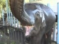 Baby Elephant Loves to Play at the FAE Elephant Eospital Lam Pang Thailand