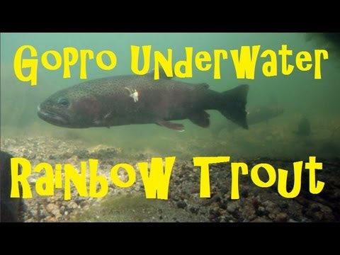 rainbowtrout - AMAZING underwater footage with GoPro HERO during the rainbow trout spawning season. See some fat rainbows take a jig and chase eachother off their territory...