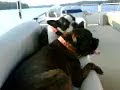 Drake and Elvis boating and listening to music Drake and Elvis boating and listening to music
