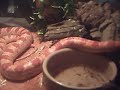 Click here to watch this video Corn snake 