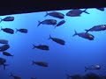 Tennessee '05, Pt 3/5: Oak Ridge, Ripley's Aquarium Tennessee '05, Pt 3/5: Oak Ridge, Ripley's Aquarium