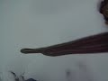nieve en la yerbabuena jeje