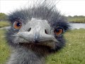 Gerard loves Ostriches!!! Gerard loves Ostriches!!!