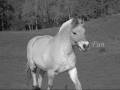 My view on horses and riding