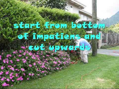 how to care impatiens flower