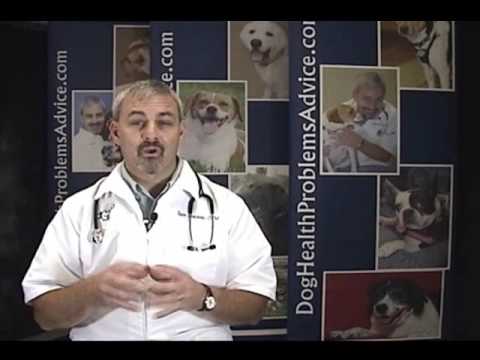 how to get rid of shih-tzu eye boogers