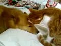 Cat licking dog