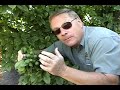 How To Prune & Thin A Fruit Tree How To Prune & Thin A Fruit Tree