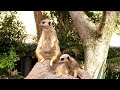 Meerkat Hiccups