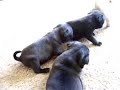 3 Week old pug Puppies learning to play